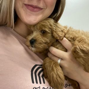 Meet your Posher, Abigail